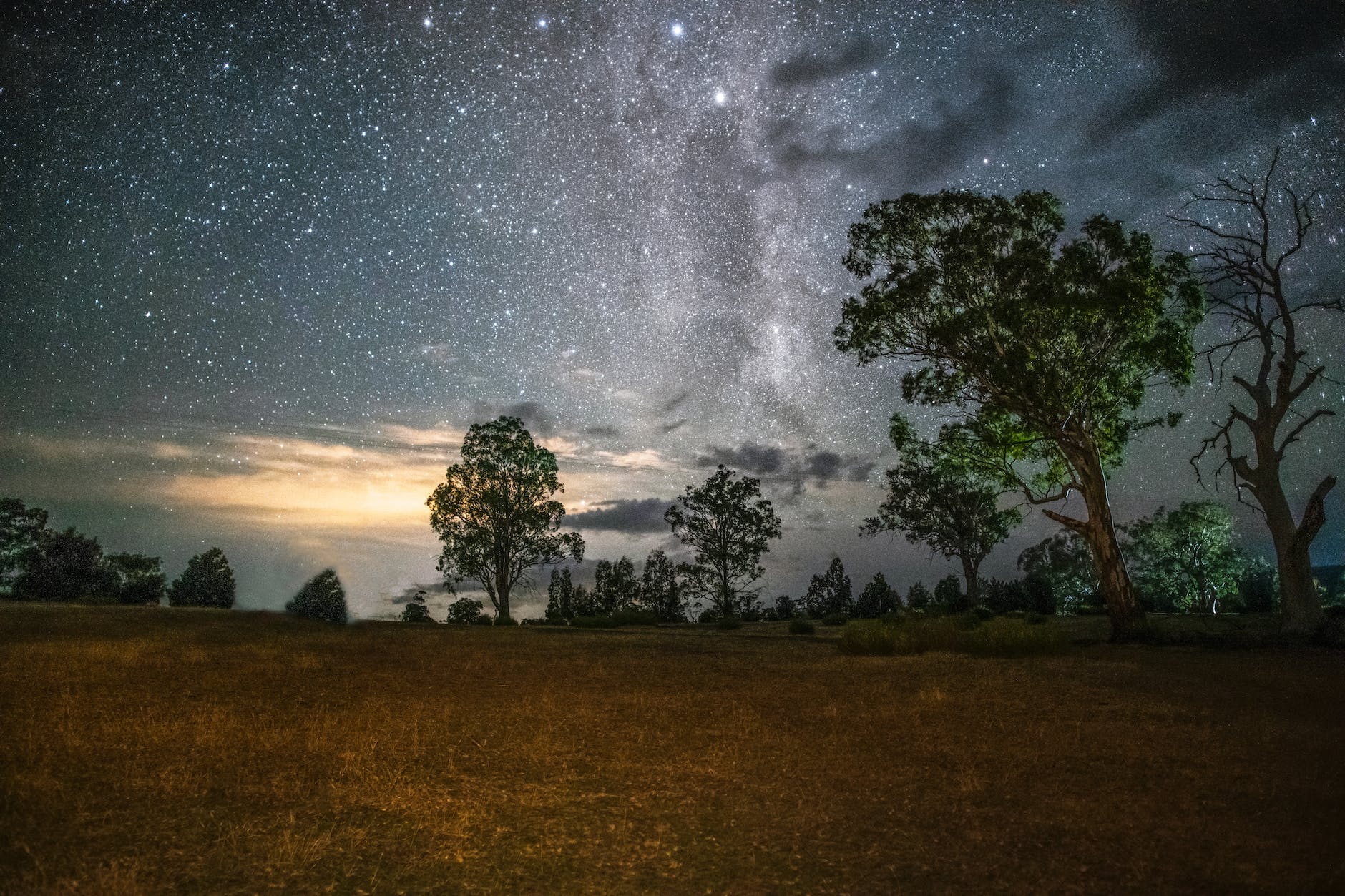 trees on a grass field under starry night